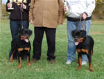 Rottweiler Puppies 6-9 month females: 0421 Windegos Leavin A Trademark Vom Hamblin VP2 And Windegos Patent Pending Vom Hamblin VP3