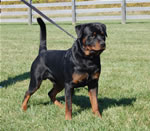 Rottweiler males 12-18 month class: 0116 Garrin Gator Von Sharp SG4-rated