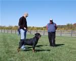 Rottweiler males 12-18 month class: 0119 Von Eisenharts Rutger G-rated