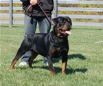 Rottweiler males 12-18 month class: 0125 Kiser Iron Lion V1-rated