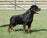 Rottweiler Males 18-24 month class: 0175 Jake Vom Gruber Haus V2-rated