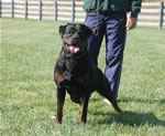 Rottweiler Males 18-24 month class: 0177 Jake Vom Gruber Haus V2-rated