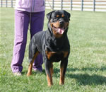 Rottweiler Males 18-24 month class: 0184 Jax Of Harts Von Der Alten Welt V1-rated