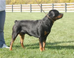 Rottweiler Males 18-24 month class: 0199 SLs Hero Vom Hause Werner SG3-rated