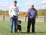 Rottweiler Males 18-24 month class: 0223 SLs Hoss Vom Haus Werner SG4-rated