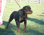 Rottweiler Males Open Class: 0009 Fernando Vom Charco SG-rated