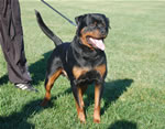 Rottweiler Males Open Class: 0032 Godzilla Vom Wesburg V1-rated
