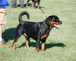 Rottweiler Males Open Class: 0077 Warlord Erwin Rommel Von Z-max V4-rated