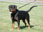 Rottweilers Males Working Class: 0132 Redwood Krests Shane V1-rated