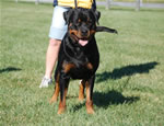Rottweilers Males Working Class: 0133 Redwood Krests Shane V1-rated
