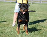 Rottweilers Males Working Class: 0134 Redwood Krests Shane V1-rated