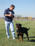 Rottweilers Males Working Class: 0141 Achilles Vom Bochramer V2-rated