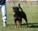 Rottweilers Males Working Class: 0142 Achilles Vom Bochramer V2-rated