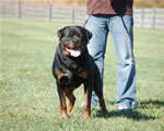 Rottweilers Males Working Class: 0150 Benno Vh Falconsnest V4-rated