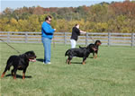Rottweilers Males Working Class: DSC 0151