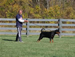 Rottweilers Males Working Class: DSC 0152