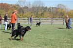 Rottweilers Males Working Class: DSC 0153
