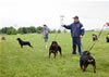 Best Male Puppy: Image