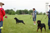 Best Male Puppy: Image