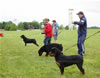 Best Male Puppy: Image
