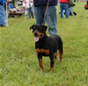 4-6 Females: 0195 TMCs Torra