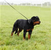 4-6 Females: 0207 Akina Od Germania