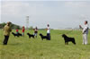 Champion Males: DSC 0177