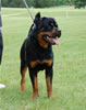 0402 Luthor Von Der Alten Welt DQ