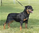 CHAMPION FEMALES: 2100kat 060307 5