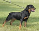 CHAMPION FEMALES: 2100kat 060307 6