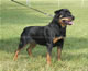 CHAMPION FEMALES: 2100kat 060307 7