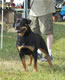 CHAMPION FEMALES: Kat 060307