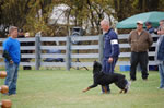 Chuck Wilson: 0124 Chase Vom Waldbach