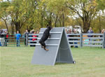 Chuck Wilson: 0145 Chase Vom Waldbach