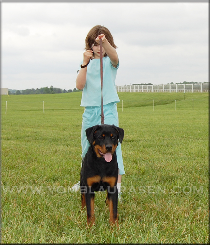 Lyric vom Blaurasen | | rottweilers | Sire: Quincy vom Plotzschgrund | Dam: Meggi von Herrschaft