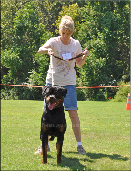 Tyko vom Blaurasen | Sire: Redwood Krest's Iago | Dam: Katie vom Blaurasen